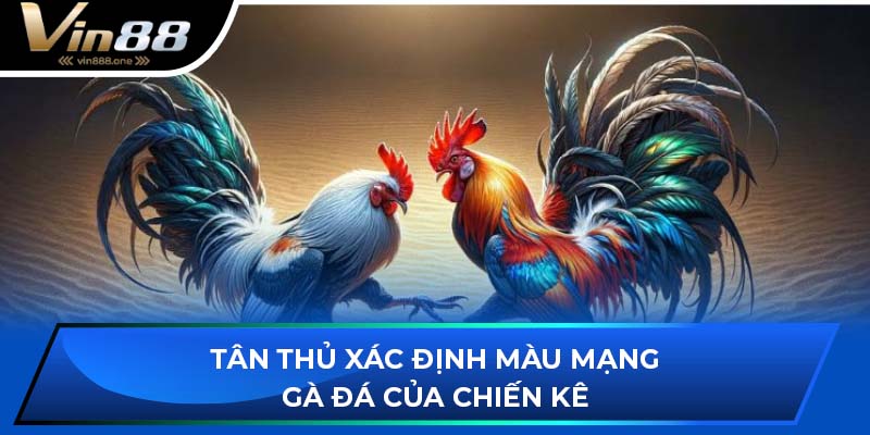 Tân thủ xác định màu mạng gà đá của chiến kê